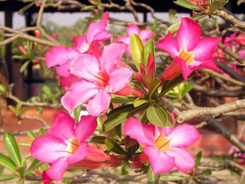 Adenium_obesum .jpg - Adenium obesum : Sứ Thái Lan, Desert Rose. Hiện có rất nhiều loài màu sắc khác nhau